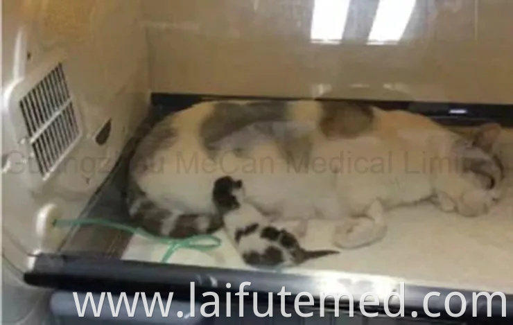 Veterinary ICU Pet Puppy Dog Incubator for Hospital